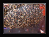 X026.  Bees clustered around a honey frame.